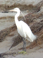 Little Egret Little Egret